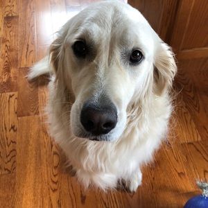 Meet your Posher, Jacqui